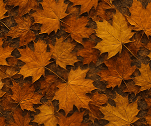 setembro-300x250-1.gif